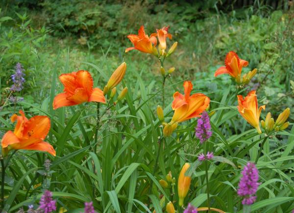 Hemerocallis 'Mauna Loa' | Taglilie
